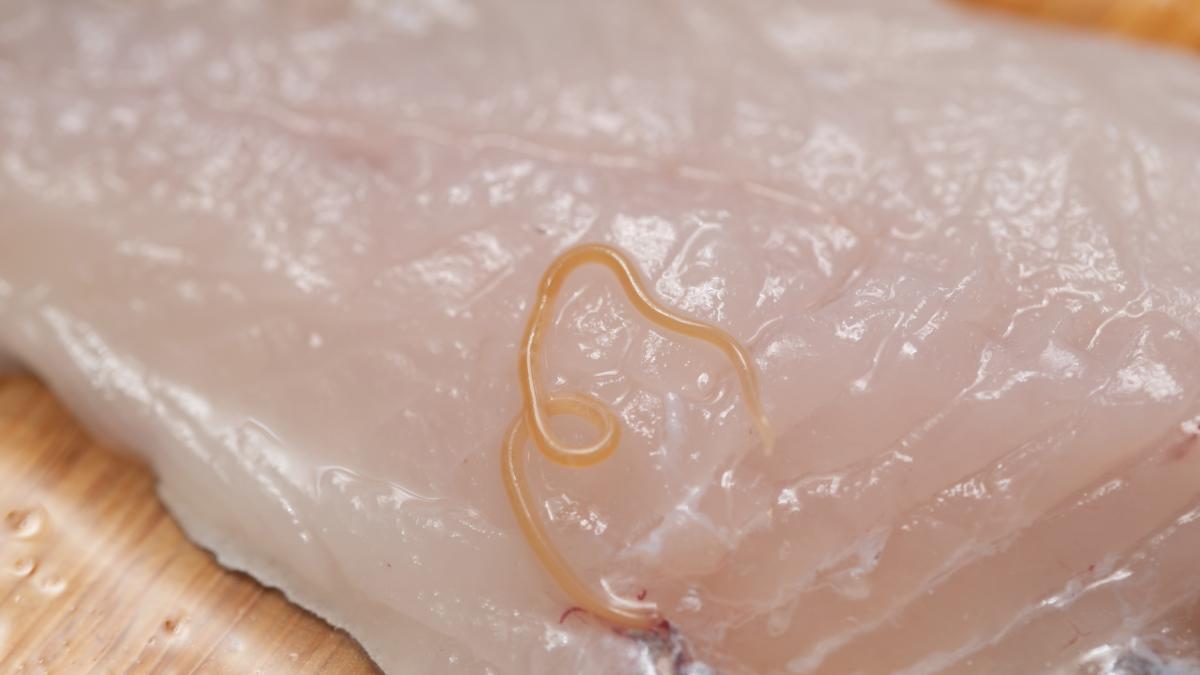 Tossine marine: a cosa fare attenzione mangiando pesce. I consigli