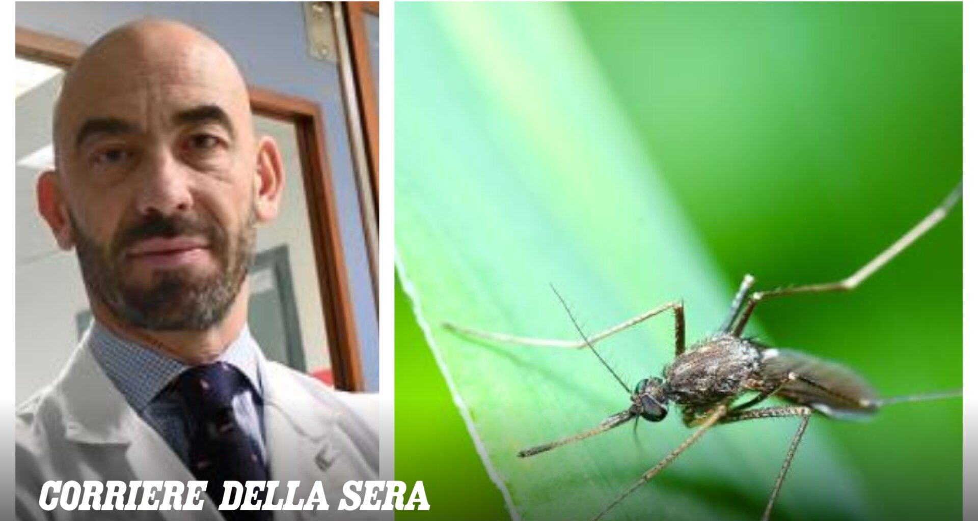 Il virus West Nile in Emilia-Romagna in 6 province su 9. La Regione: «Circolazione estesa, attenzione alta». Bassetti: «Situazione eccezionale, in Italia siamo pronti ad affrontarla?»