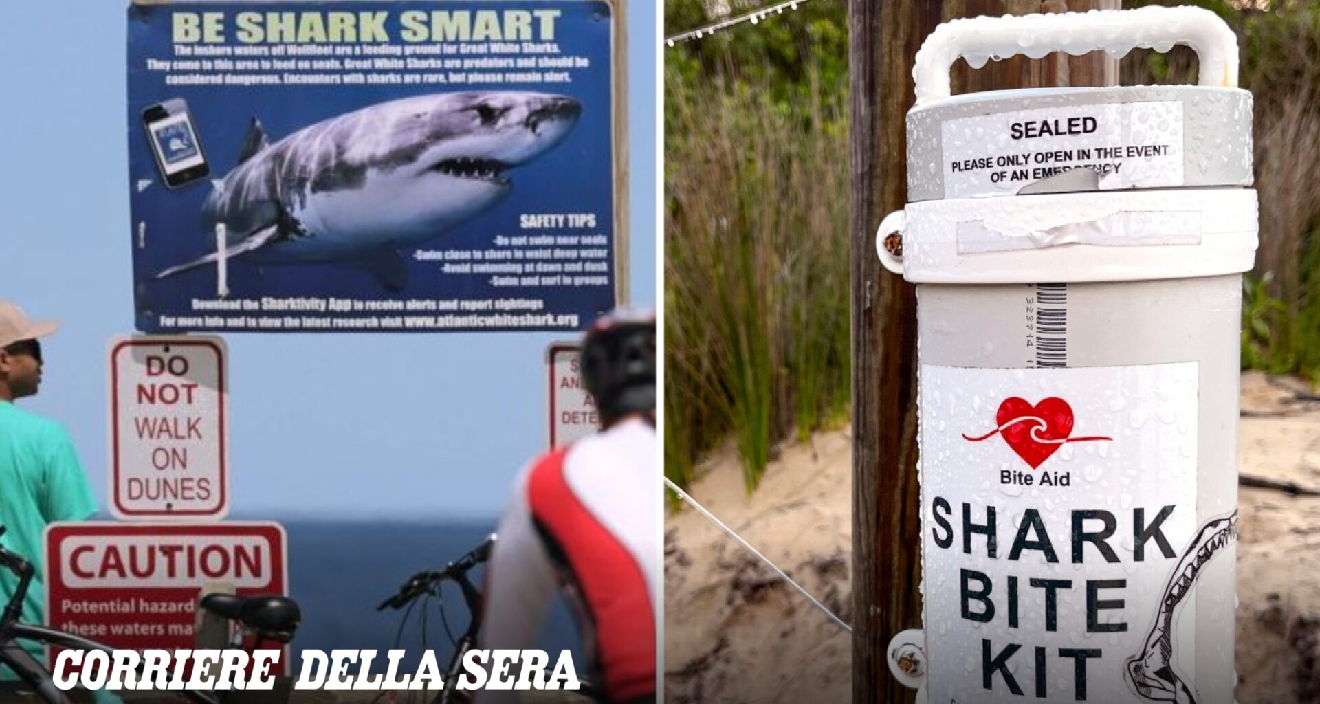 Quattro persone uccise da squali in poche settimane, l'Australia corre ai ripari. Perché attaccano e i kit di primo intervento sulle spiagge