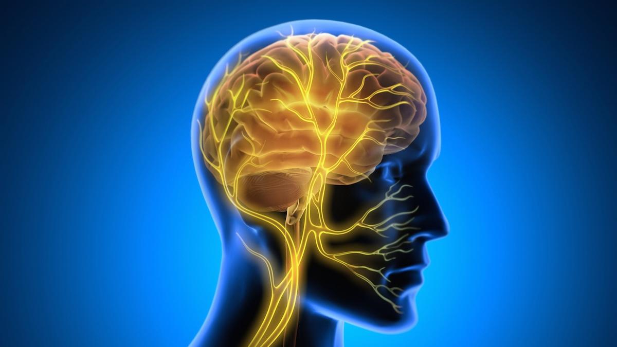 Scoperto il ponte invisibile tra nervi e cancro che favorisce metastasi