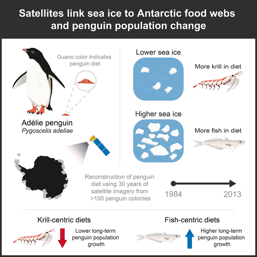 I pinguini in Antartide mangiano sempre meno pesce e sempre più krill. La colpa è del clima che cambia. Ed è un problema serio