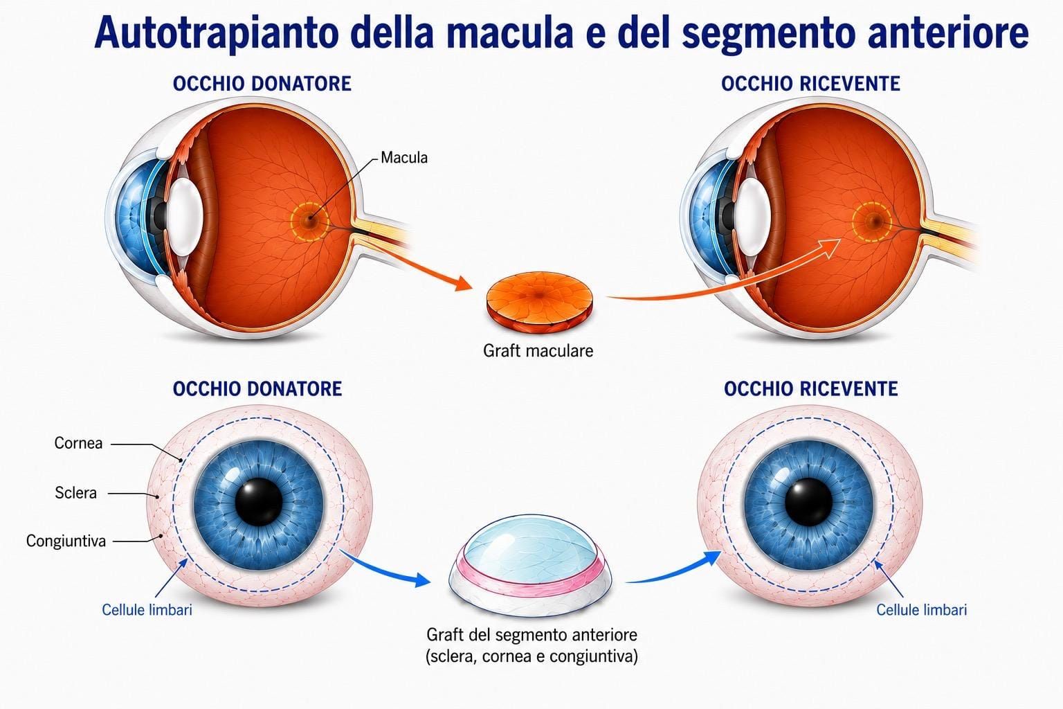 Grafico