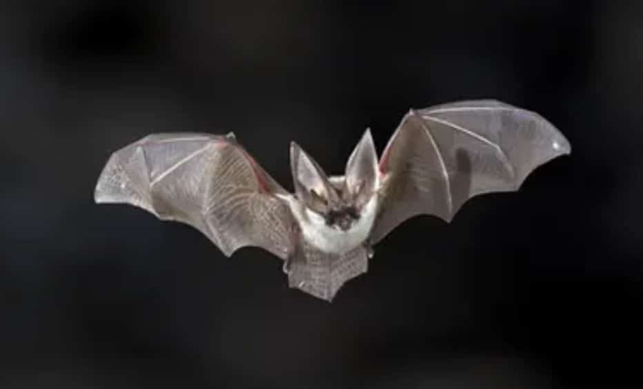 Un pipistrello gli piomba sul viso durante il sonno e contrae la rabbia: morto un 11enne