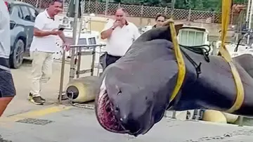 Uno squalo capopiatto spiaggiato a Follonica: l’esemplare lungo 4 metri (ma innocuo) trovato morto dai bagnanti