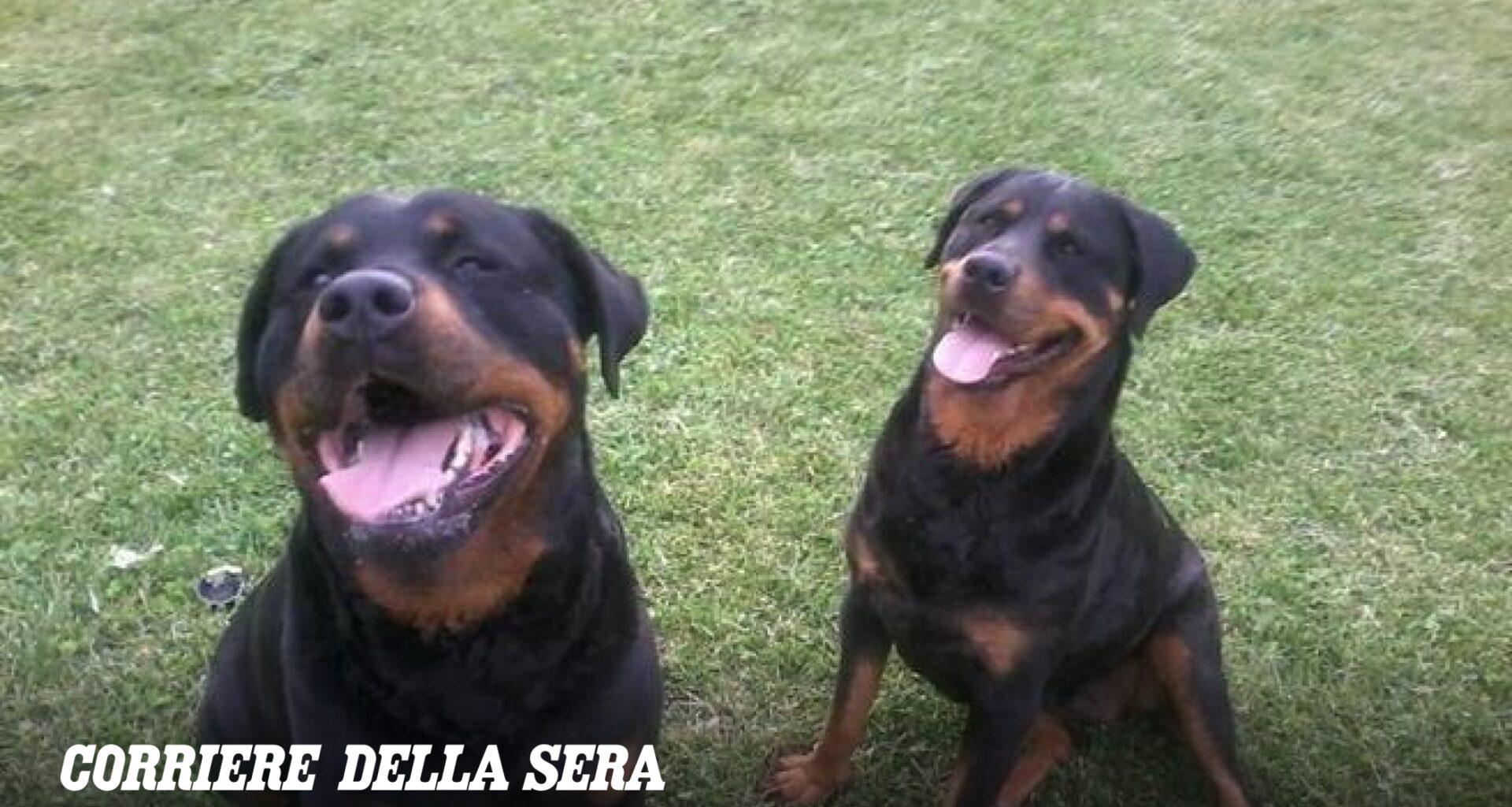 Sbranato da due rottweiler, 72enne muore nelle campagne di Nardò: i due cani forse fuggiti da un'abitazione della zona
