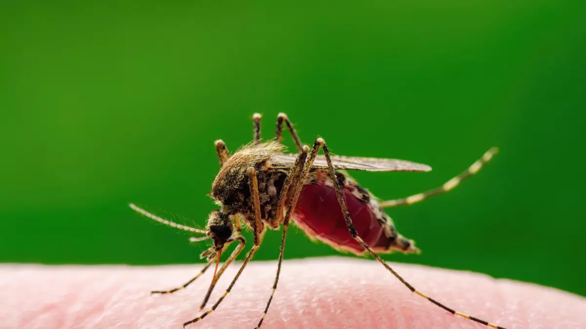 West Nile, 49 casi nel Lazio: in aumento gli asintomatici, fondamentale la prevenzione