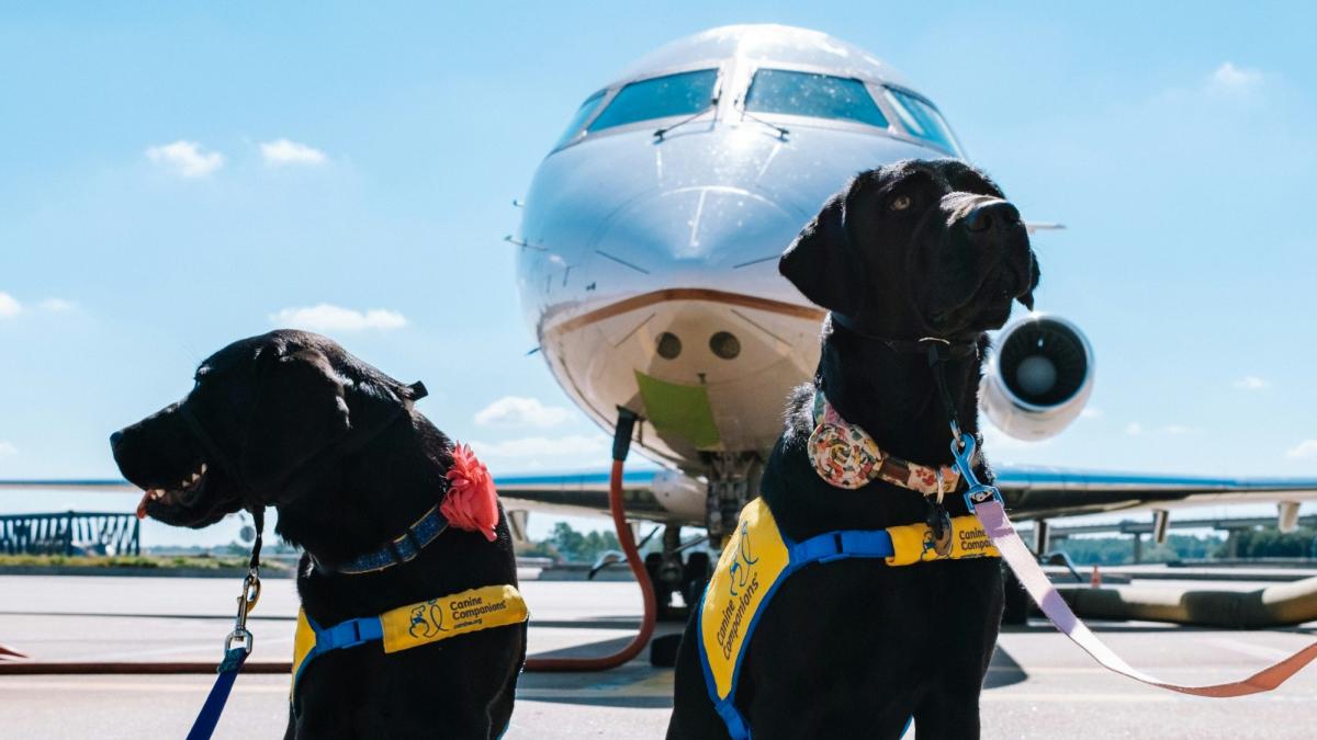 Cani in aereo: regole, costi e compagnie che li accettano