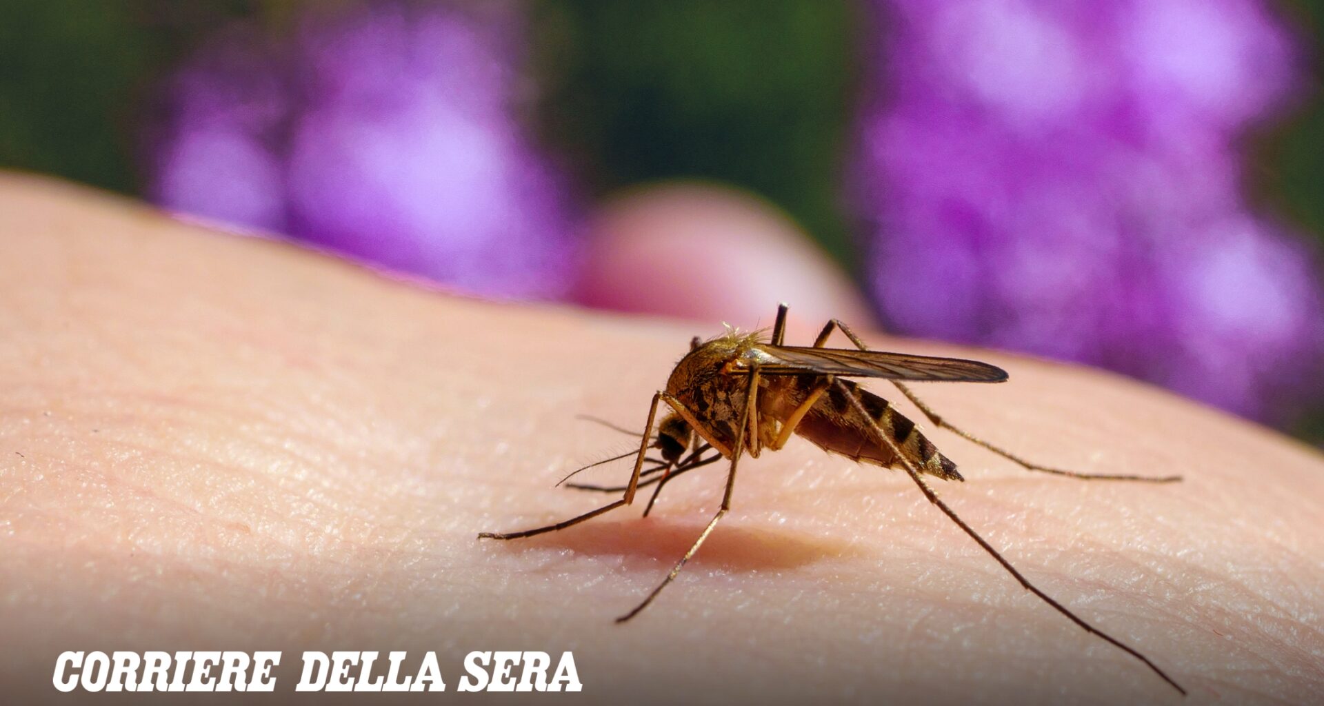 Infezione da West Nile: in Italia 84 casi e 2 decessi. Primo rapporto stagionale