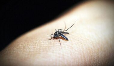 Un caso sospetto di dengue a San Donato, scatta la disinfestazione