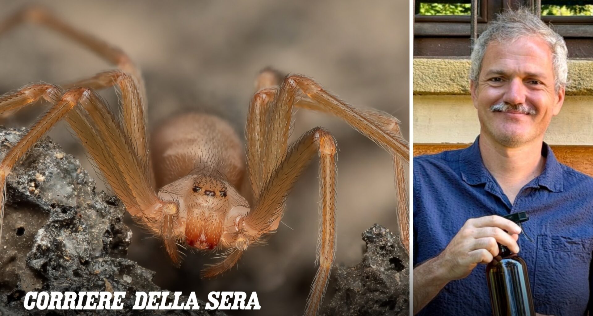 Ragno violino, malmignatta e altri ragni velenosi in Italia: quali sono davvero pericolosi e come tenerli lontani. I tre consigli di Pietro Bruni