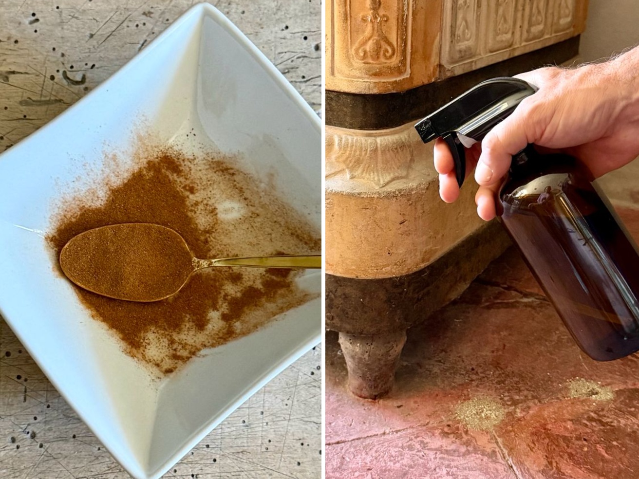 Ragno violino, malmignatta e altri ragni velenosi in Italia: quali sono davvero pericolosi e come tenerli lontani. I tre consigli di Pietro Bruni