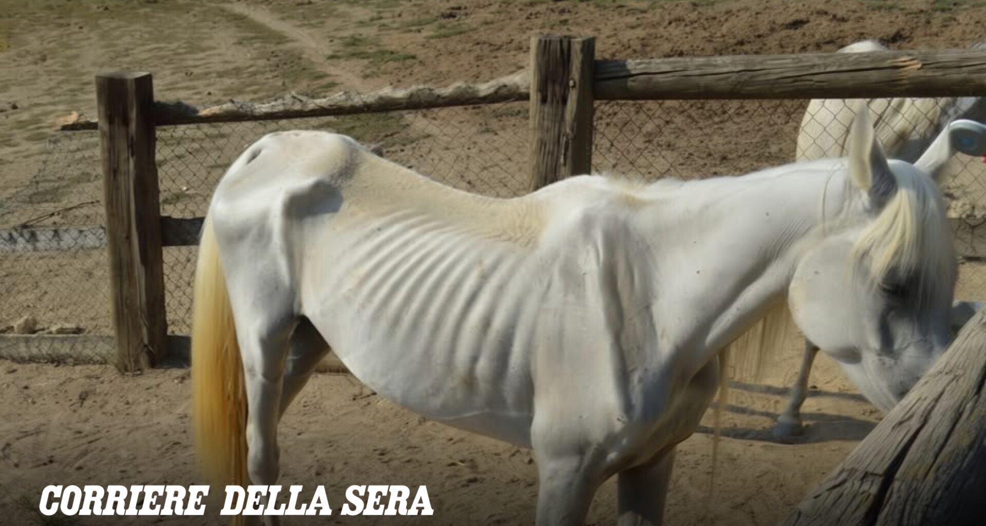 Quasi pelle e ossa, sommersi dai rifiuti: salvati 12 cavalli arabi nell’Astigiano