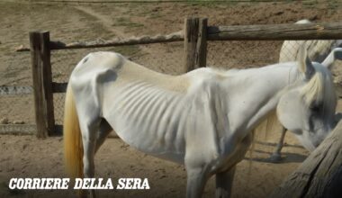 Quasi pelle e ossa, sommersi dai rifiuti: salvati 12 cavalli arabi nell’Astigiano