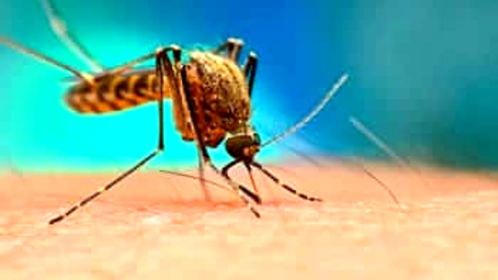 Nuovo caso di infezione da virus Dengue: scatta da disinfestazione