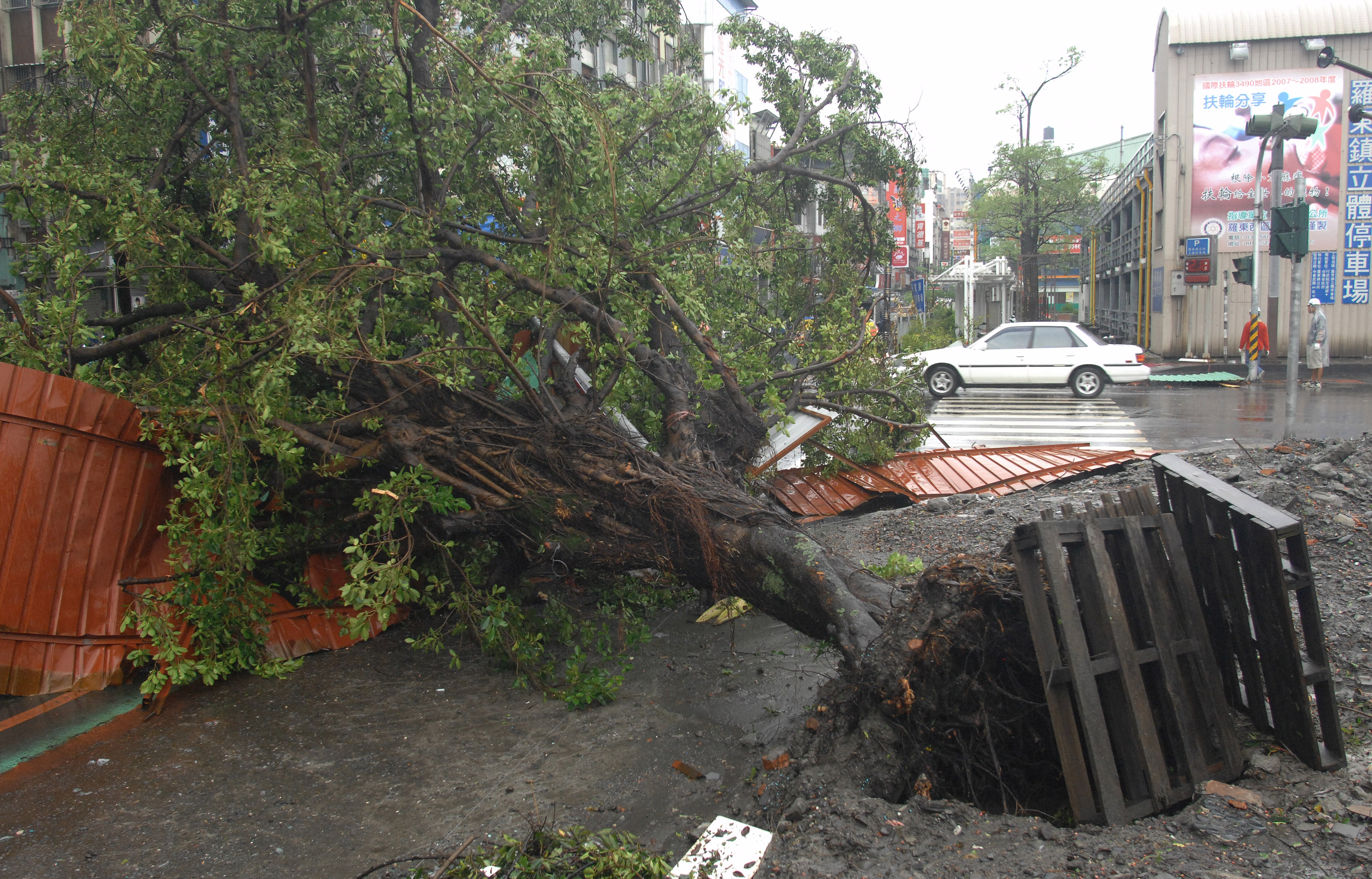 An uprooted tree lies on the ground after being toppled by Typhoon Jaigmi in Luotung, a town in Taiwan's northeastern Ilan county