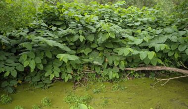 Japanese knotweed.