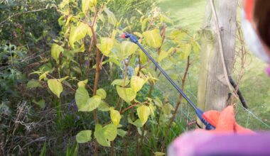 A person wearing gloves sprays pesticide on Japanese knotwood in a garden setting.