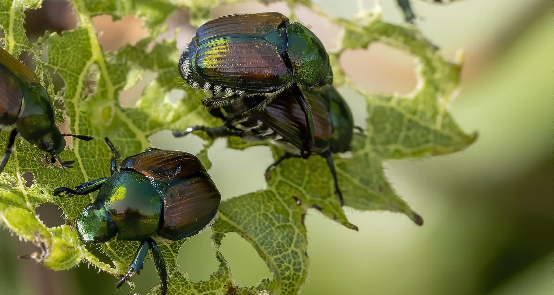 Japanese beetles on a damaged leaf.