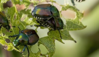 Japanese beetles on a damaged leaf.