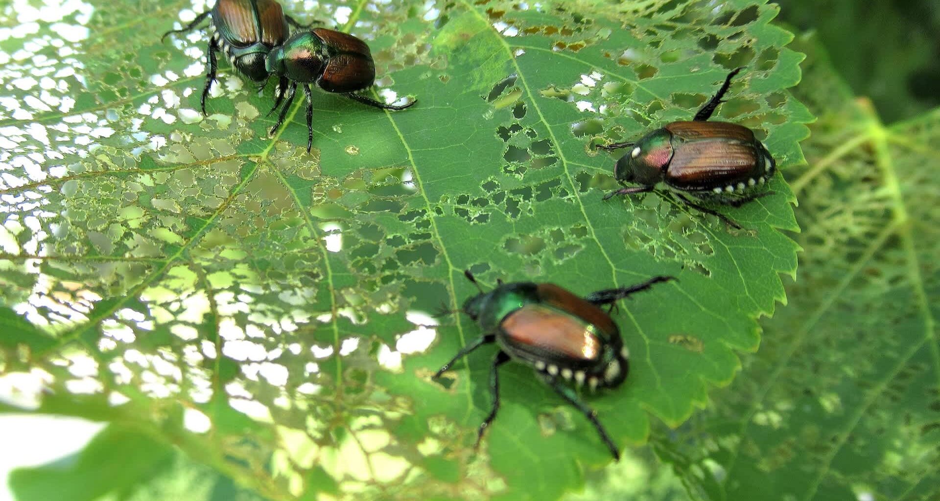 Four Japanese beetles are on a leaf with intricate patterns of damage caused by feeding.
