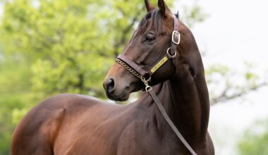 Fujita-Owned Colt Gives Life Is Good A First Japanese Winner
