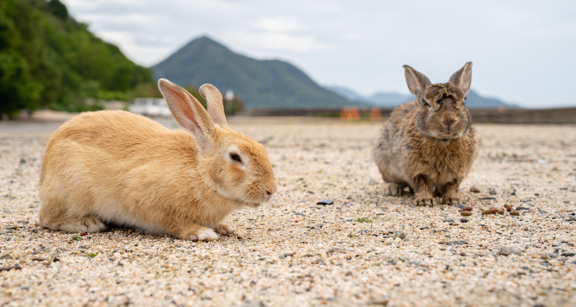 Two rabbits.