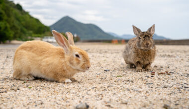 Two rabbits.