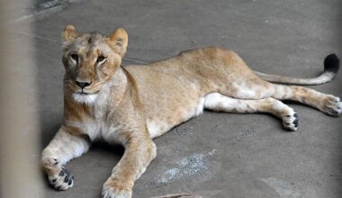 A lioness lying on a concrete surface.