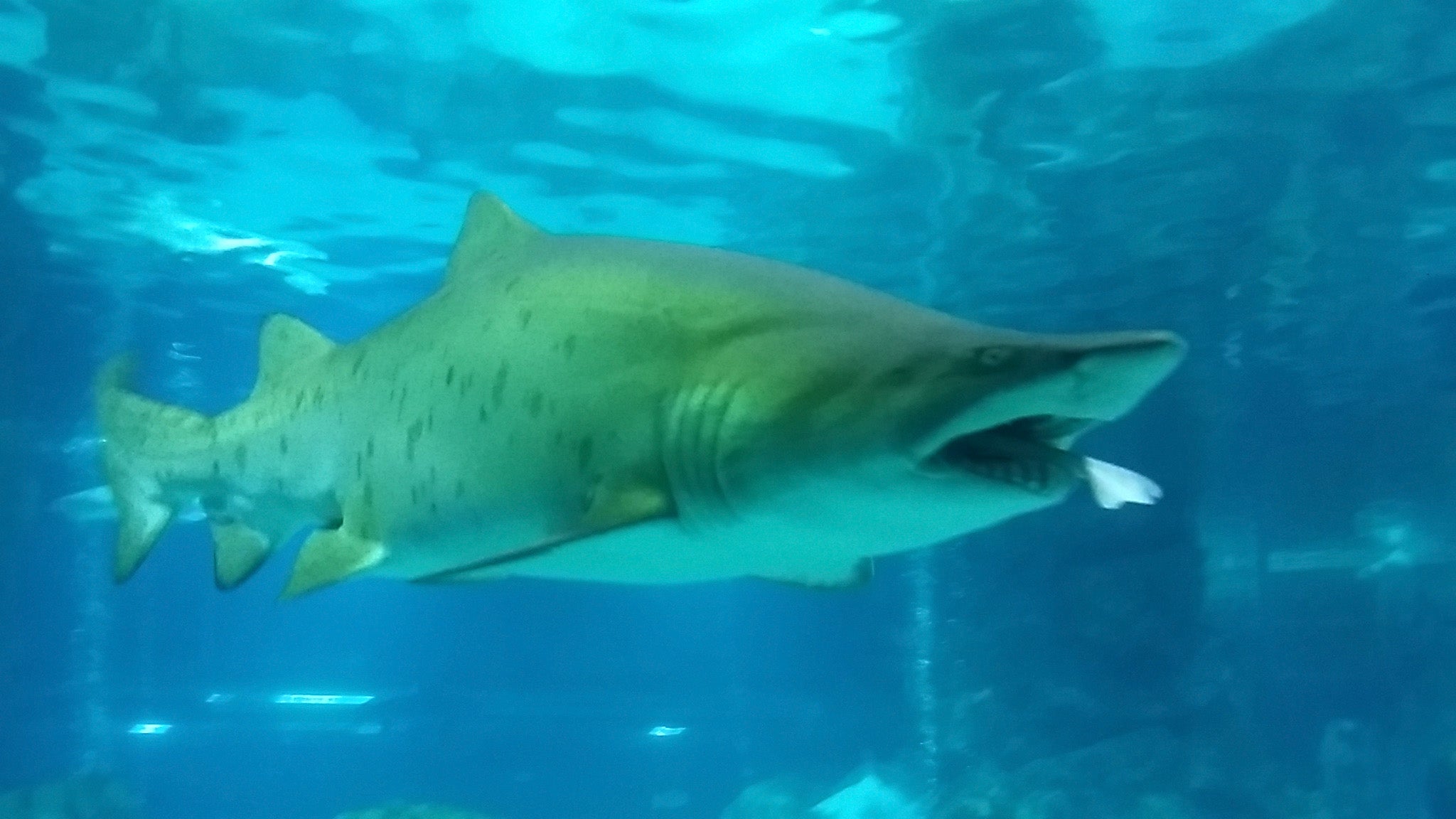 Sand tiger shark with a banded hound shark in its mouth at COEX Aquarium