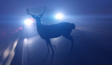 Prieš savaitgalį įspėja vairuotojus: briedžių „vestuvės“ gali pasibaigti skaudžiu susidūrimu