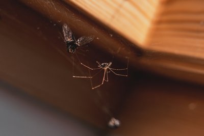 Vorai namuose