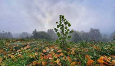 Į Lietuvą skverbiasi šaltas šiaurinis oras: pasirodys šalnos