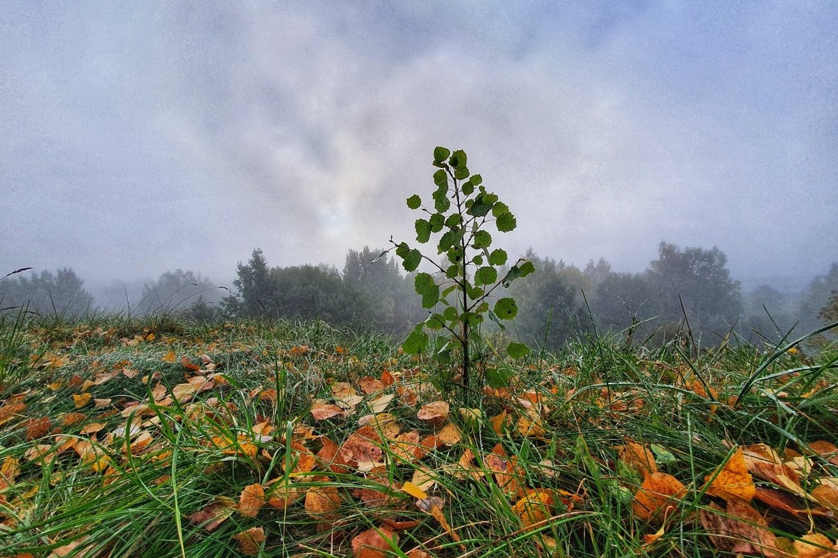 Į Lietuvą skverbiasi šaltas šiaurinis oras: pasirodys šalnos