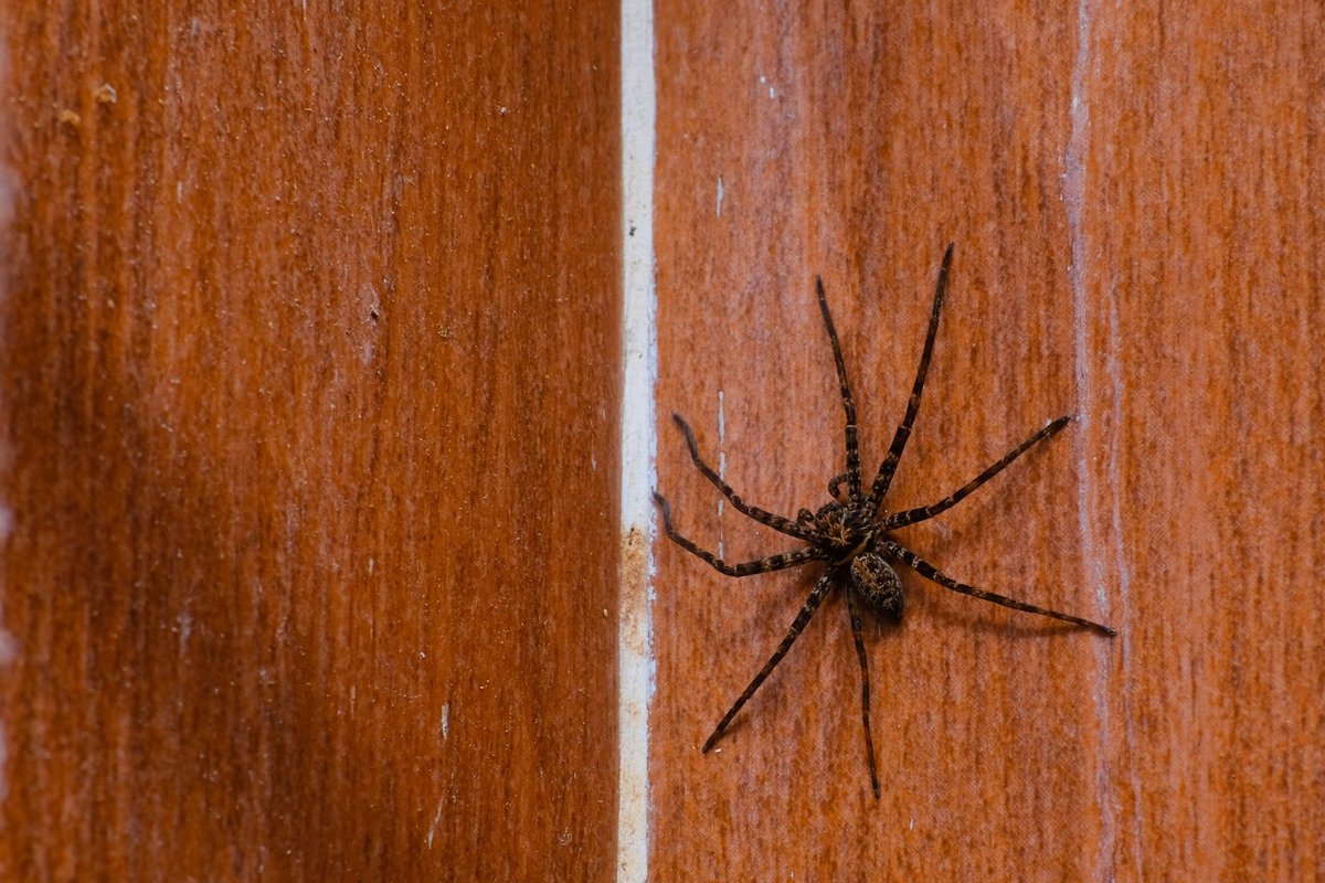 Vorų bijau labiau nei mirties: kaip gelbėtis ir kas nepadeda