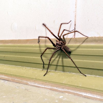 Vorai namuose