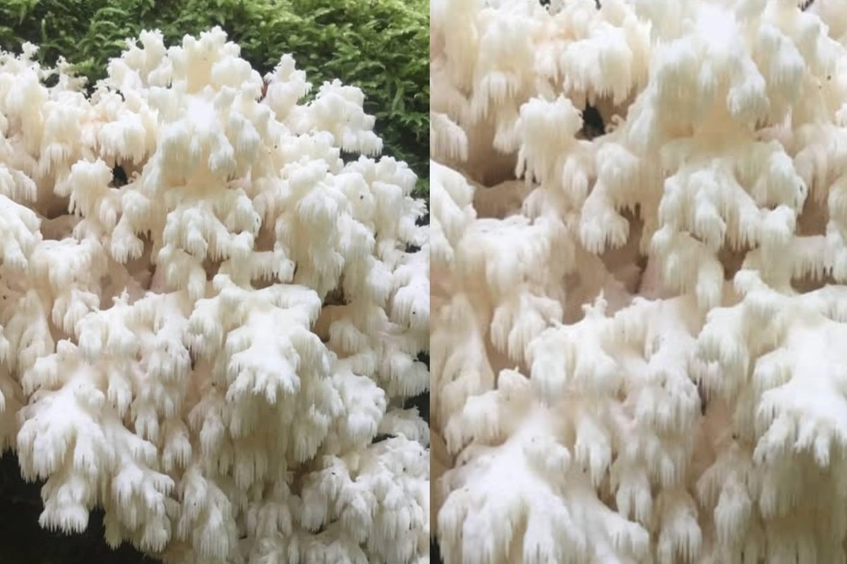 Aukštaitijoje rastas dar vienas retas, išskirtinės išvaizdos grybas