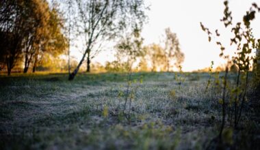 Į Lietuvą plūstels dar šaltesni orai: šalnų neišvengs nė vienas regionas
