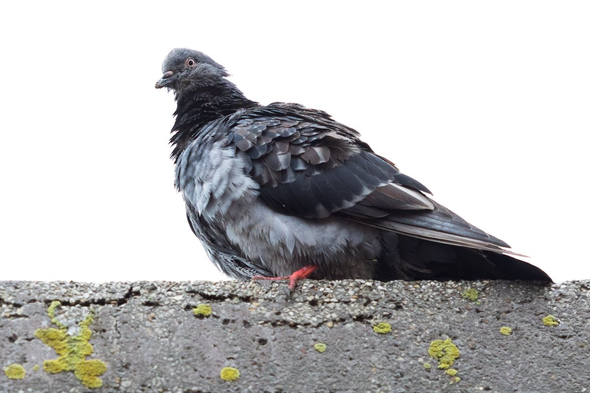Iš žemyno gilumos atplūsta itin vėsūs orai: net ir dienomis nebus šilčiau nei 10 laipsnių