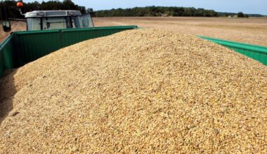 Dėl kritusių supirkimo kainų Lietuvos grūdininkai ruošiasi finansiškai sunkiems metams - Respublika.lt