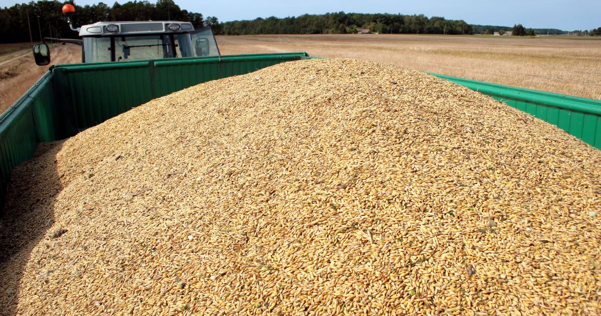 Dėl kritusių supirkimo kainų Lietuvos grūdininkai ruošiasi finansiškai sunkiems metams - Respublika.lt