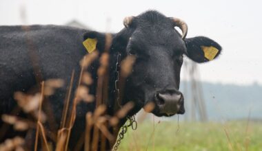 Lietuvoje galvijams įtariami pirmieji mėlynojo liežuvio ligos atvejai - Respublika.lt