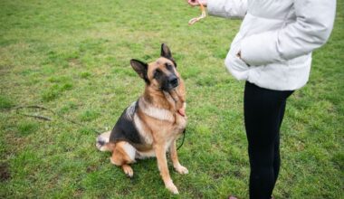 6 šunų veislės, kurių nereikėtų įsigyti pradedantiesiems