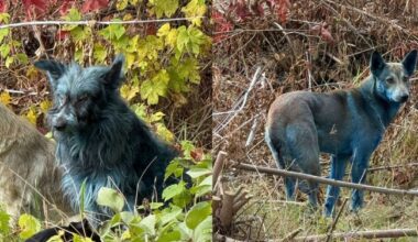 Veterinarai atskleidė netikėtą priežastį, kodėl Černobylyje šunys tampa mėlyni – ir tai ne dėl radiacijos