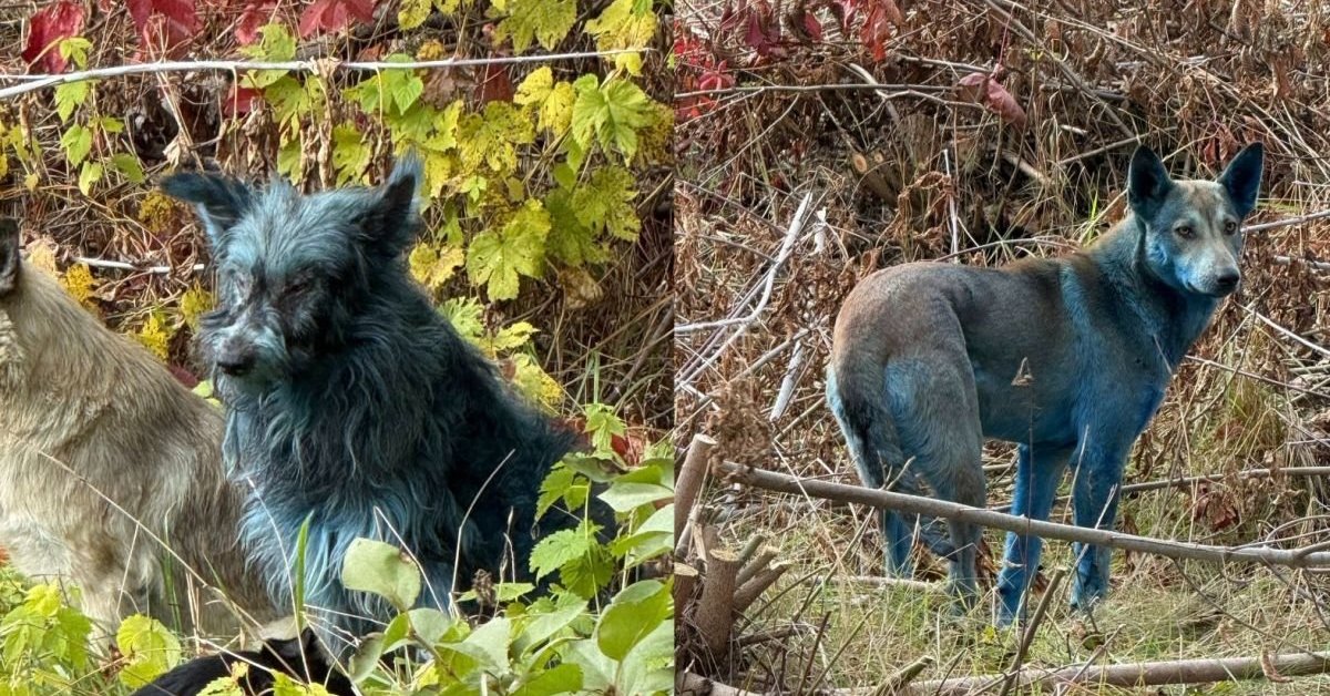 Veterinarai atskleidė netikėtą priežastį, kodėl Černobylyje šunys tampa mėlyni – ir tai ne dėl radiacijos