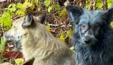 Černobylyje pastebėti mėlyni šunys: spėliojama, kas jiems nutiko