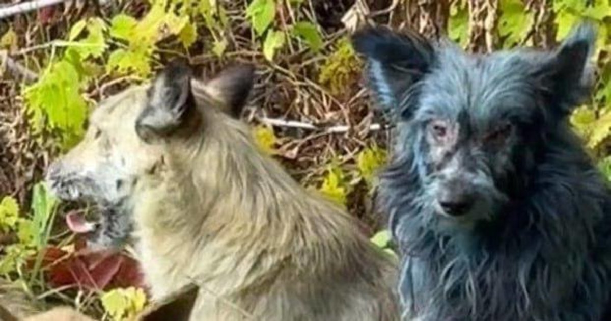 Černobylyje pastebėti mėlyni šunys: spėliojama, kas jiems nutiko