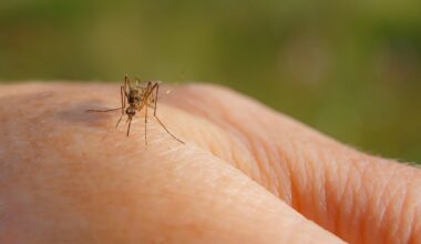 Šylančioje Islandijoje pirmąkart atsirado uodų