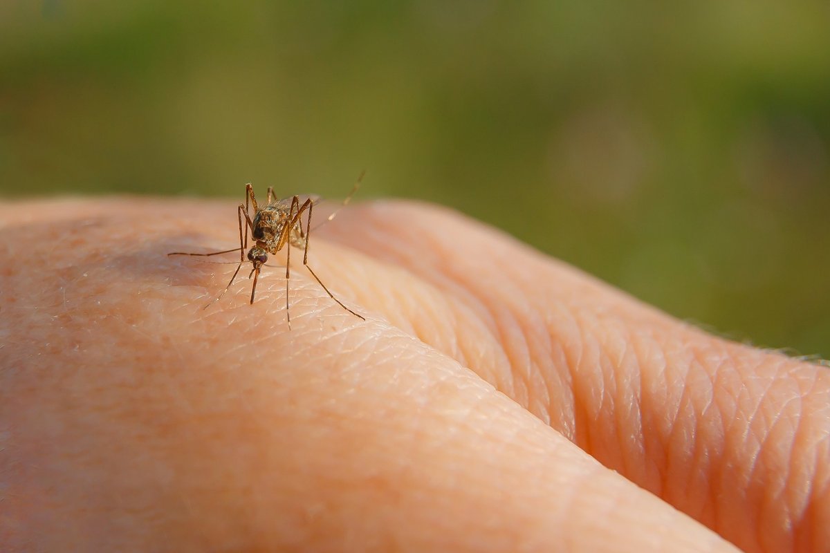 Šylančioje Islandijoje pirmąkart atsirado uodų