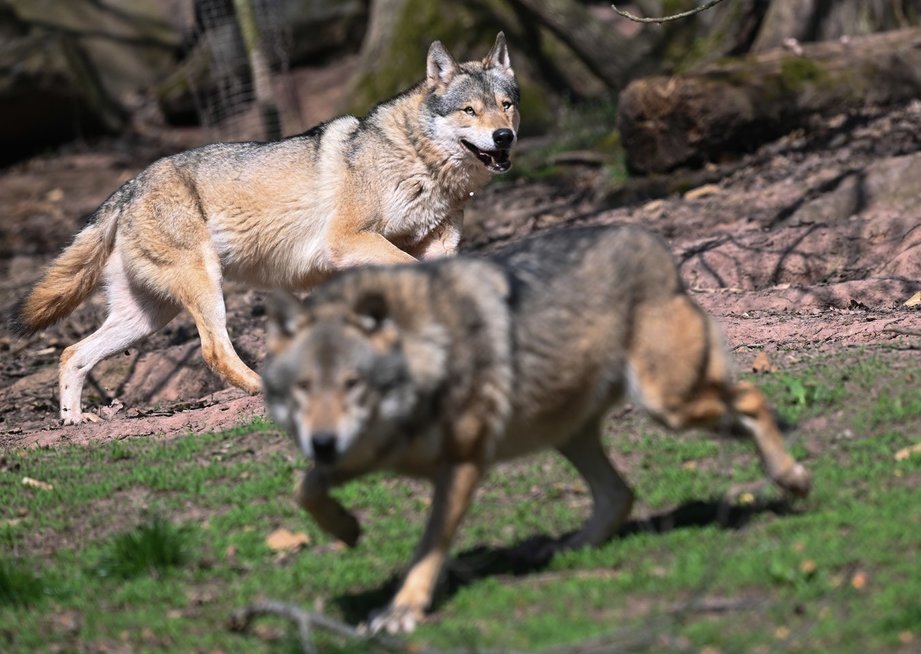 Europoje – stulbinantis atradimas: aptiktas vilko ir šuns hibridas (nuotr. SCANPIX)