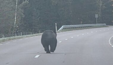 Utenos apylinkėse pastebėtas rudasis lokys